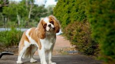 Τα 7 σημάδια που δείχνουν ότι ο σκύλος σας είναι ασυνήθιστα έξυπνος