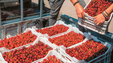 Μικρό καλάθι, ακριβά κεράσια +400% από το χωράφι στο ράφι - Γιατί ανεβαίνουν οι τιμές