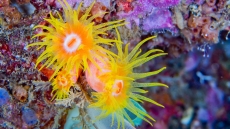 Στο νοσοκομείο παιδιά μετά από τσίμπημα θαλάσσιας ανεμώνης στα Χανιά
