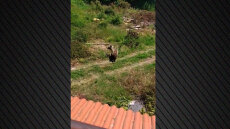 Μόνιμη... κάτοικος του χωριού Φούφα Εορδαίας έγινε μια αρκούδα με το μικρό της - Δείτε βίντεο