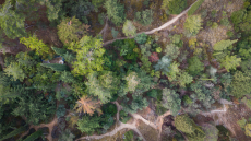 Η ελπίδα ριζώνει ξανά στα δάση μας