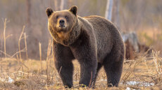 Αρκούδες «καταλαμβάνουν» χωριό στο Κόσοβο, κάτοικοι και σχολείο ζητούν βοήθεια από την αστυνομία - Δείτε βίντεο