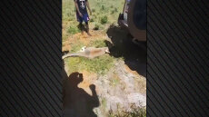 Σάλος στην Αυστραλία με κακοποίηση καγκουρό από αγνώστους, το δημοσίευσαν στα social media – Σκληρό βίντεο