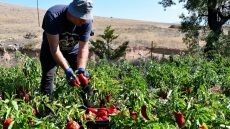 Πιπεριά: Μια γλυκιά, καυτερή και πολύχρωμη ιστορία