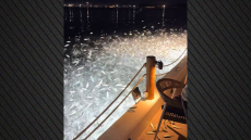 «Ιπτάμενα» ψάρια στην Πρέβεζα - Δείτε το εντυπωσιακό βίντεο