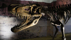 Νέο είδος δεινοσαύρου «ξαναγράφει» την εξελικτική ιστορία του T-Rex - Ποιος ήταν ο «Πρίγκιπας Δράκος της Μογγολίας»