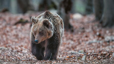 Όχημα παρέσυρε και σκότωσε αρκούδα στη Φλώρινα 
