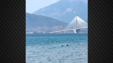 Πάτρα: Δελφίνι εμφανίστηκε στα ρηχά σε παραλία του Ρίου - Δείτε βίντεο