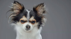 Γιατί γρυλίζει ο σκύλος σας