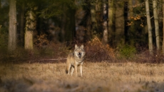 Στοπ στην απομάκρυνση των λύκων από την Πάρνηθα βάζει η αρμόδια επιτροπή