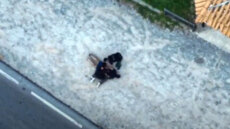 Βίντεο με τη σύλληψη διακινητή ναρκωτικών στη Νέα Μάκρη - Κατασχέθηκε κάνναβη και κοκαΐνη