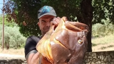 Βόλος: Ψαροντουφεκάς έβγαλε ροφό 27 κιλών - Δείτε φωτογραφία