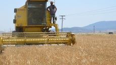 Θεσσαλικό κριθάρι και σιτάρι: Σε αποδόσεις που αγγίζουν τα επίπεδα πριν από το χτύπημα του Daniel
