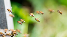 Επίθεση μελισσών στη Γαλλία: 24 τραυματίες, τρεις σε κρίσιμη κατάσταση