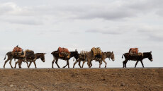 Η σκοτεινή βιομηχανία του «ejiao»: 6.000.000 γάιδαροι σφαγιάζονται ετησίως για το φάρμακο που επιβραδύνει τη γήρανση και τονώνει τη... λίμπιντο των Κινέζων!