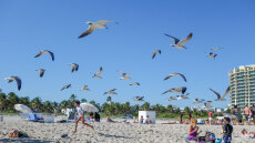 Βρετανική πόλη είναι σε απόγνωση λόγω... γλάρων - Επιτίθενται σε ταχυδρόμους και επισκέπτες