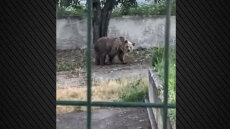 Βίντεο: Αρκούδα σε αυλή σπιτιού στην Εορδαία