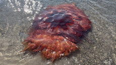 Φωτογραφία: Τεράστια μέδουσα ξεβράστηκε σε παραλία των ΗΠΑ, «μην την αγγίζετε» προειδοποιούν οι Αρχές