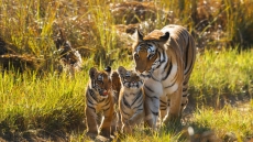 Ινδία: Έρευνα μετά τον θάνατο πέντε τίγρεων - της μητέρας και τεσσάρων μικρών της σε προστατευόμενο δάσος