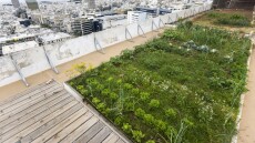 Αστικοί Κήποι: «Κάποτε τα Πατήσια ήταν ένα μικρό χωριό γεμάτο περιβόλια»