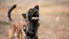 Λάρισα: Αδέσποτο σκυλί δάγκωσε 12χρονη και την έστειλε στο νοσοκομείο
