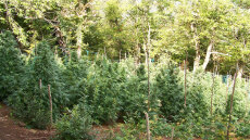 Θεσσαλονίκη: Συνελήφθησαν δύο άτομα που καλλιεργούσαν 453 δενδρύλλια κάνναβης