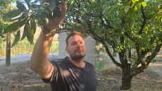 ΟΠΕΚΕΠΕ:  Αγρότης καταγγέλλει ότι η πλημμυρισμένη Κάρλα εμφανιζόταν βοσκότοπος