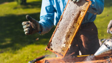 Οι αλλαγές στις επιδοτήσεις που φέρνει η κυβέρνηση λόγω ΟΠΕΚΕΠΕ - Εκτός πραγματικότητας οι αριθμοί για μέλι και βιολογική κτηνοτροφία