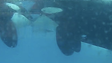 Βίντεο: Ζευγάρι από όρκες καταγράφεται να φιλιέται στη φύση για πρώτη φορά