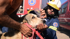 Περιέθαλψαν τουλάχιστον 22 οικόσιτα ζώα που κινδύνευσαν και ταλαιπωρήθηκαν στη φωτιά στο Πικέρμι - Δείτε βίντεο και φωτογραφίες
