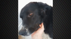 Φωτιά στο Πικέρμι: Αγωνιώδης έκκληση κοπέλας για τον χαμένο σκύλο της, τον Τζακ