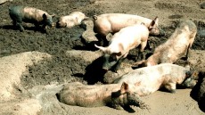 Επιβεβαιώθηκε κρούσμα αφρικανικής πανώλης των χοίρων στις Σέρρες - Σε κόκκινο συναγερμό όλες οι Περιφέρειες της χώρας
