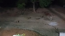 Μια μέρα μετά, μεγάλωσε η παρέα των αλεπούδων στον Εθνικό Κήπο - Δείτε βίντεο