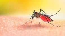 Κουνούπια εντοπίστηκαν για πρώτη φορά στην Ισλανδία - Η άνοδος της θερμοκρασίας του πλανήτη αλλάζει τα δεδομένα