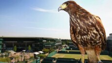 Wimbledon: Σάλος στην Αγγλία με τον... σεξουαλικό προσανατολισμό του διάσημου γερακιού φύλακα 