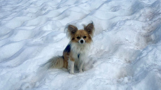 Μικρόσωμος σκύλος-ήρωας οδηγεί σε διάσωση πεζοπόρου στις Άλπεις - Έπεσε σε χαράδρα 8 μέτρων