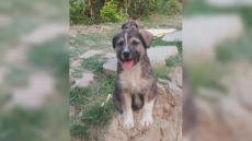 Σκύλος 5 μηνών έσωσε 67 ανθρώπους στην Ινδία - Ξεκίνησε να γαβγίζει πριν από μία ολέθρια κατολίσθηση