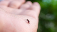 Επιδημιολογικός συναγερμός: Τσιμπούρια και κουνούπια οι επικίνδυνες παγίδες του καλοκαιριού