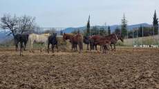 Δέλτα Έβρου: Συντονισμένη κινητοποίηση για τη διάσωση των άγριων αλόγων
