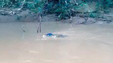 Τρομακτικός θάνατος για 15χρονο στην Ινδονησία: Τον άρπαξε κροκόδειλος ενώ ψάρευε σε όχθη ποταμού - Δείτε βίντεο