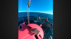 Θεσσαλονίκη: Αθλητές ιστιοπλοΐας που έκαναν kite surf σώζουν έναν τουρίστα και τη 10χρονη κόρη του - Δείτε βίντεο