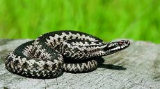 Αλόννησος: Οχιά δάγκωσε ηλικιωμένη τουρίστρια στην παραλία - Νοσηλεύεται στο νοσοκομείο
