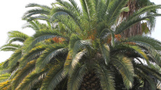 Ο Δήμος Ρόδου δημιουργεί το πρώτο Μητρώο Δέντρων στην ιστορία του
