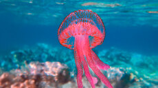 Οι μωβ μέδουσες επεκτείνονται προς Κυκλάδες και Κορινθιακό - Χάρτης δείχνει live σε ποιες παραλίες βρίσκονται