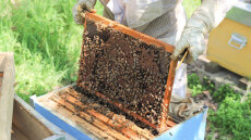 Ξεκινά μπαράζ ελέγχων για τις πιστοποιήσεις στη βιολογική παραγωγή - Αποσύρθηκαν χιλιάδες για να τους αποφύγουν