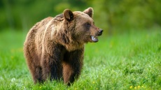 Επίθεση αρκούδας σε 80χρονο στην αυλή του σπιτιού του σε χωριό στο Ζαγόρι