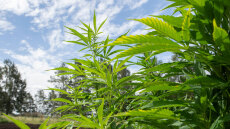 Εντοπίστηκε χασισοφυτεία με 2.000 δέντρα στη Λάρισα - Συνελήφθησαν δύο Αλβανοί
