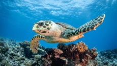 Νεκρή θαλάσσια χελώνα στη Νέα Κρήνη Θεσσαλονίκης