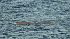 Βίντεο: Καταγραφή φυσητήρα στον Αργολικό - Ο «γίγαντας» των θαλασσών κοντά στο Άστρος Κυνουρίας