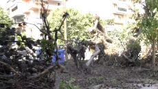 Δέντρα έπεσαν πάνω σε αυτοκίνητα στην Καλαμαριά Θεσσαλονίκης